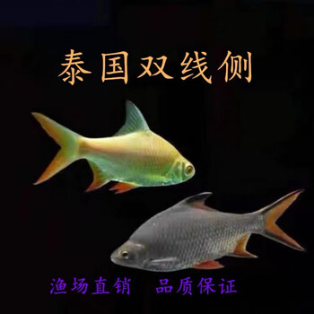 飞凤鱼观赏鱼泰国鲫短身金凤银凤柠檬鲫直纹龙鱼配鱼鱼苗黄化热带 13