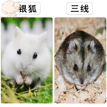 银狐 三线(公母一对)【图片 价格 品牌 报价】-京东