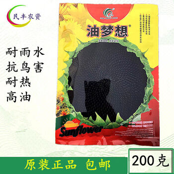 瑰季美国超级矮大头 油王之王油葵向日葵种子 葵花种籽榨油王非转基因