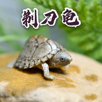 剃刀龟苗活体龟苗活物深水龟蛋龟乌龟宠物乌龟屋顶龟 5-6厘 1只【图片 价格 品牌 报价】-京东