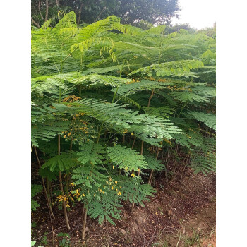 茗羽珺玥凤凰木树苗凤凰花盆栽庭院名贵风景树红花楹大树苗金凤花门前