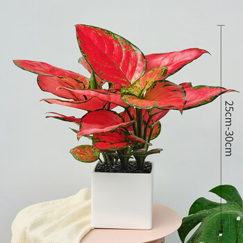 水培花卉绿植物玛丽安竹芋组合盆栽 h 大号-方形白瓷盆【富贵红3株】