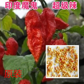 原装魔鬼椒种子印度魔鬼椒种子断魂椒种子涮涮辣超辣辣椒种子 印度鬼