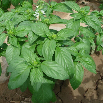 罗勒丁香罗勒芳香植物香草种子 九层塔种 z016d极香罗勒约1100粒 肥料