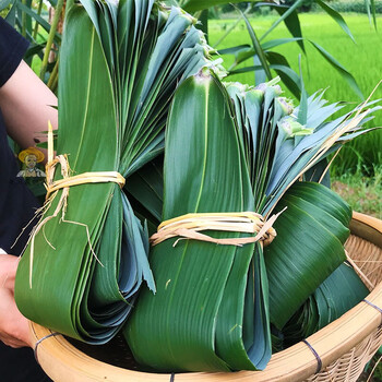 现摘现发新鲜芦苇叶 农家粽子叶粽叶包粽子专用 现