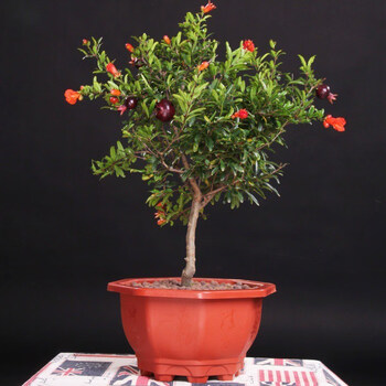 室内石榴花造石榴大型四季盆栽大阳台花盆盆景 5年紫金钟带花苞发货