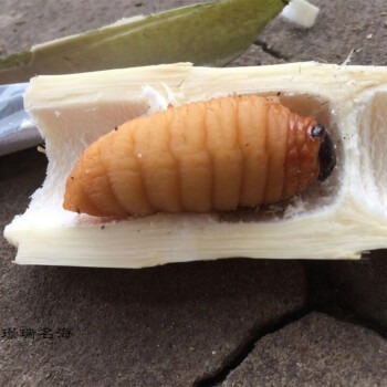 1斤冰鲜竹虫竹笋虫竹蛹大竹蛆笋蛆笋子虫生鲜笋子虫生鲜