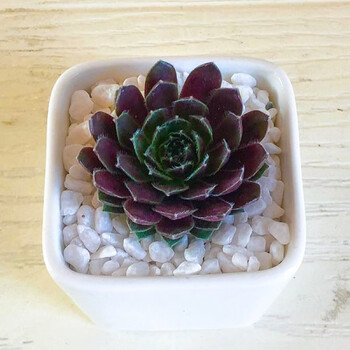 多肉植物组合盆栽办公室微景观含盆带土室内花卉肉肉新手套装绿植紫牡丹 满三盆送木托 含盆 图片价格品牌报价 京东