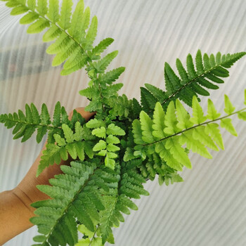 木蕨盆栽耐阴可水培室内好养虎雀a