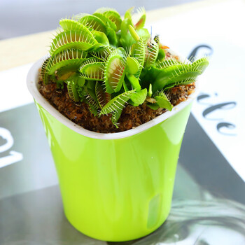 花绿植食蝇草猪笼草茅膏菜食虫植物b52捕虫草 b52捕蝇草捕夹约1厘米