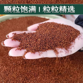 tlxt广西鸭脚新小米煮粥粟粉拳头粟矮脚粟红稗穇子米五谷杂粮米 粟