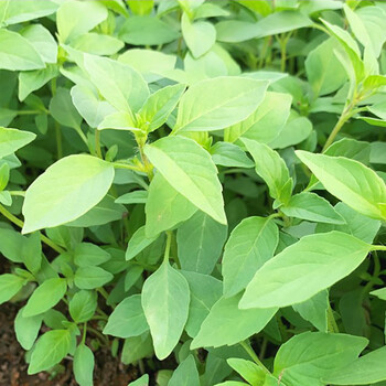 荆芥菜种籽河南大叶荆芥种子小荆芥籽苗菜蔬菜种子四季播荆菜青菜 中