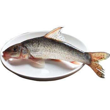 lism正宗野生花骨鱼棍子鱼棒棒鱼马鲫鱼蛇鮈新鲜淡水活鱼小河鱼 二斤