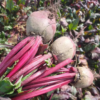 甜菜根新鲜现挖红心红菜头凉拌蔬菜红心萝卜菜头红甜菜腌制红根菜 1斤