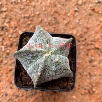 幸运星鸾凤玉琉璃银砂无刺仙人球桌面多肉植物组合绿植花卉盆栽5到6厘米实生五角银沙1颗裸根不带土 图片价格品牌报价 京东