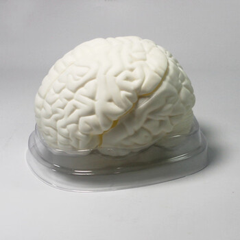脑解剖模型自然大生物演示器材医学演示教学仪器大脑模型医用模型