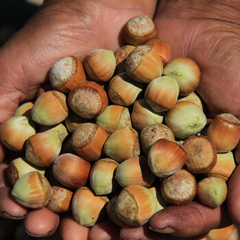 野山生的大榛子水仁水瓤青皮坚果东北特产 带皮榛子2斤[带钳子]顺丰