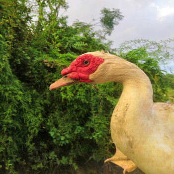 山林放养正宗土鸭红脸老鸭子肉整只豚鸭肉新鲜现杀五年公鸭杀前9斤杀