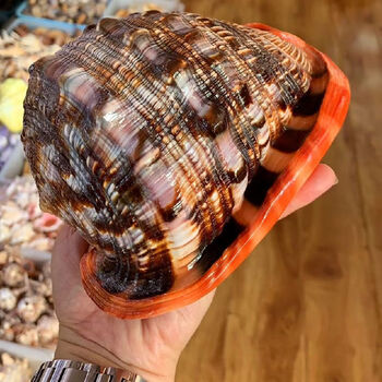 万宝螺四大名螺招财摆件贝壳工艺品鱼缸造景大海打捞 13-14cm精品厚唇