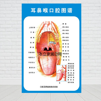 示意图医院大挂图人体经络穴位图中医养生海报贴画 耳鼻喉口腔图谱