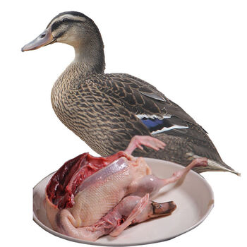 蓝羽嫩绿头鸭洪湖老飞鸭子活体现杀水鸭农家散养红烧洪湖鸭鸭肉嫩绿头