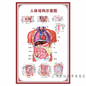 人體內臟解剖系統示意圖醫院海報血液系統示意圖24寸40x60cm