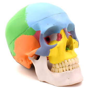 医学人体头骨模型 1:1仿真头颅口腔颌面美容微整头模型 脑颅骨 面颅骨