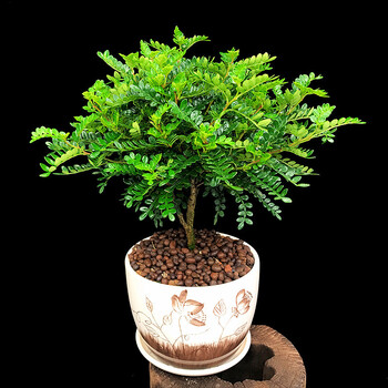 清香木  胡椒木植物办公室桌面 绿植 花卉 清香木 清香胡椒木35cm_40