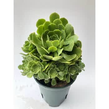 法师多肉植物系列大株黑法师多头大型老桩稀有多肉花卉盆栽绿羊绒老桩手捧花高13cm6 8头不含盆 图片价格品牌报价 京东