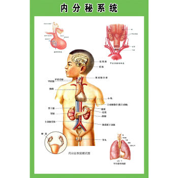 人體內臟結構圖全身人體器官消化系統示意圖內臟解剖醫學宣傳掛圖內