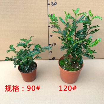 小胡椒木盆栽清香木散發香味室內外桌面陽臺庭院植物淨化空氣q胡椒木