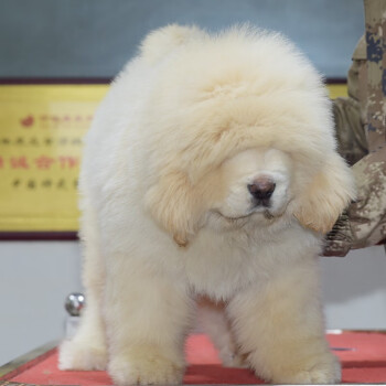 雪獒雪獒犬公母雪獒幼犬纯种雪獒幼犬出售大型雪獒宠物狗藏獒犬纯种藏獒幼犬出售獒幼犬出售 图片价格品牌报价 京东