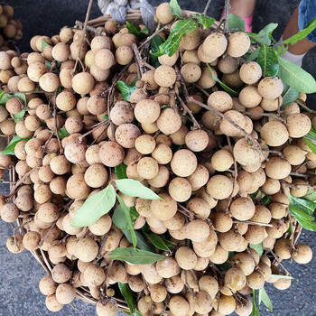 文枝东方甄选四川泸州龙眼新鲜现摘现发整箱中大果桂圆应当季孕妇水果