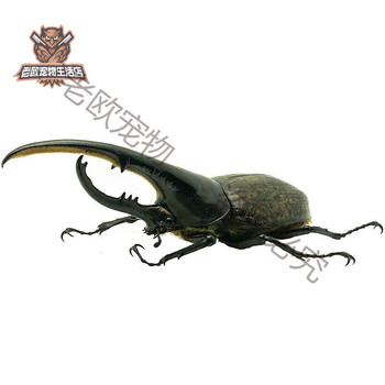 老欧长戟大兜虫战神毛象海神亚克幼虫成虫巨型大个体甲虫独角仙 幼虫 2龄单只的 有血统 图片价格品牌报价 京东