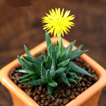 黄花照波群生多头多肉植物盆栽肉肉新手植物办公室创意花卉绿植照波