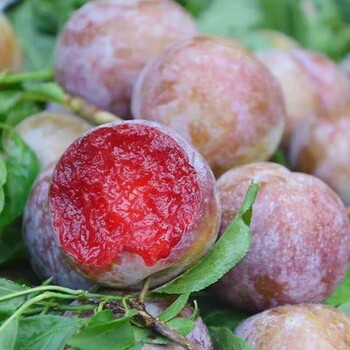 【坏果包赔】新鲜正宗三华李红心李三月李孕妇酸李子