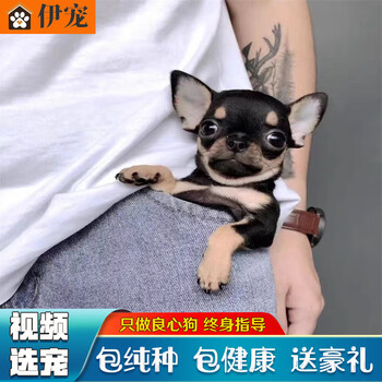 伊宠吉娃娃幼犬纯种宠物狗狗活体茶杯犬幼犬活物小狗幼崽宠物级ss级公