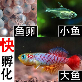 老欧神奇的太空鱼魔法土魔法鱼鱼卵套装可孵化活体小型繁殖学生非淡水一整套 图片价格品牌报价 京东