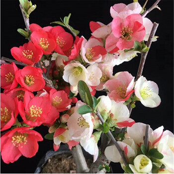 海棠花盆栽长寿冠东洋锦海棠盆景老桩 复色东洋锦 三年苗