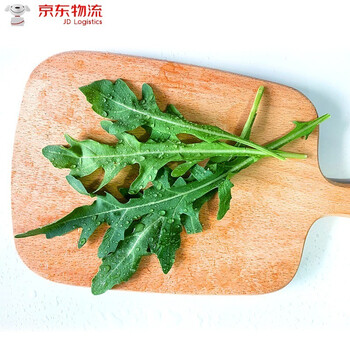 芝麻叶新鲜生菜芝麻菜火箭菜新鲜即食西餐蔬菜沙拉生菜食材 250g 精选