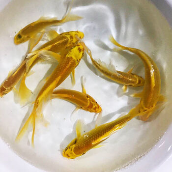 锦鲤活鱼纯种观赏鱼锦鲤活体冷水淡水小鱼苗龙凤金鱼鱼 黄金7-9cm/5条