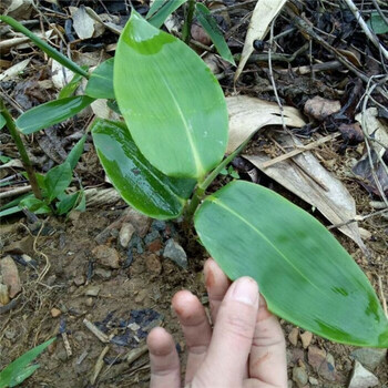 禧味全粽叶苗粽叶树苗粽叶大号野生箬叶苗子粽子叶种苗粽叶 大粽叶苗3
