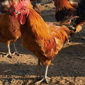 散养黑脚大公鸡黑腿黑脚走地鸡整只新鲜笨鸡跑山鸡黑脚精品公鸡70顾客