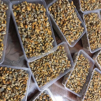 i新鲜海瓜子薄壳米现剥正宗潮汕风味薄壳米海鲜爆炒无壳螺海鲜 半斤
