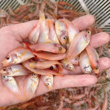 jypet红罗非鱼豹纹红罗非鱼淡水鱼塘养殖罗非鱼活体红罗非鱼苗23厘米