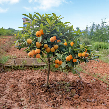 枇杷樹苗樹嫁接無核南北方種植果樹果苗砂糖大五星枇杷苗當年結果8年