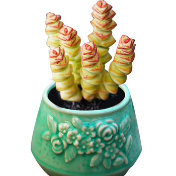 boussac多多盆栽钱串多肉植物大颗老桩钱串子多肉含盆的带土小钱串6头