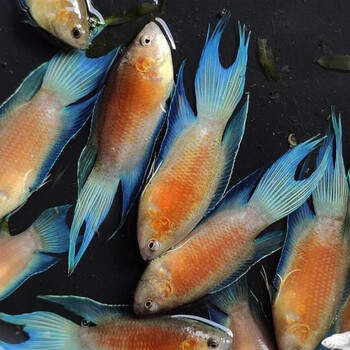 中国斗鱼澳火无纹蓝白兔白澳不打氧耐活鱼观赏小鱼好养冷水鱼苗 澳火