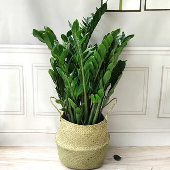 金钱树盆栽植物室内客厅招财钱串子净化空气办公室大盆绿植发财树高