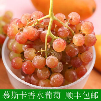 智利慕斯卡香水葡萄水晶玫瑰香葡萄新鲜水果2斤新鲜水果顺丰2斤